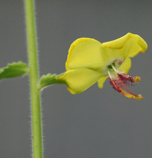 גן בוטני אוניברסיטת תל-אביב, 5-2012. צילום: © אלי ליבנה