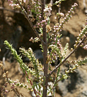 צומת נמרוד גולן, 4-2012. צילום: © אלי ליבנה