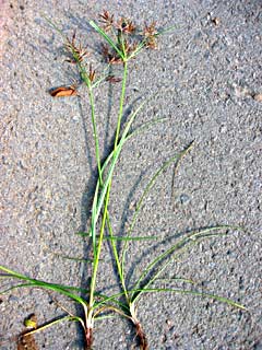 צילום: © שרה גולד