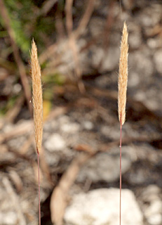 כרמל, 5-2012. צילום: © דרור מלמד