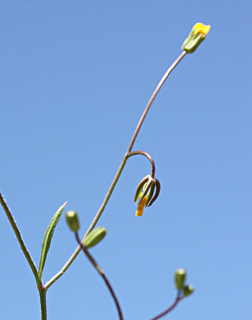 חרמון, 5-2012. צילום: © ערגה אלוני