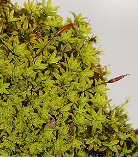 חצבני , 4-2018. צילום: © דרור מלמד