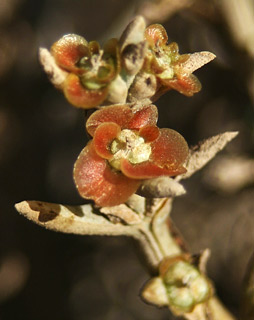 מכתש רמון, 10-2008. צילום: © אלי ליבנה