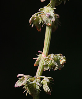 יער אודם, 5-2012. צילום: © אלי ליבנה