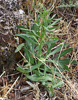 גולן, 5-2012. צילום: © שרה גולד