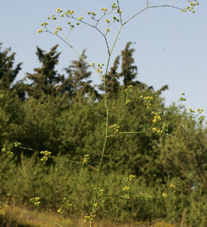 הר אביטל, 6-2012. צילום: © אלי ליבנה