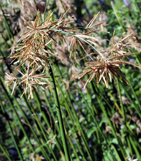 8-2012. צילום: © דרור מלמד