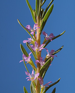 צילום: © דרור מלמד