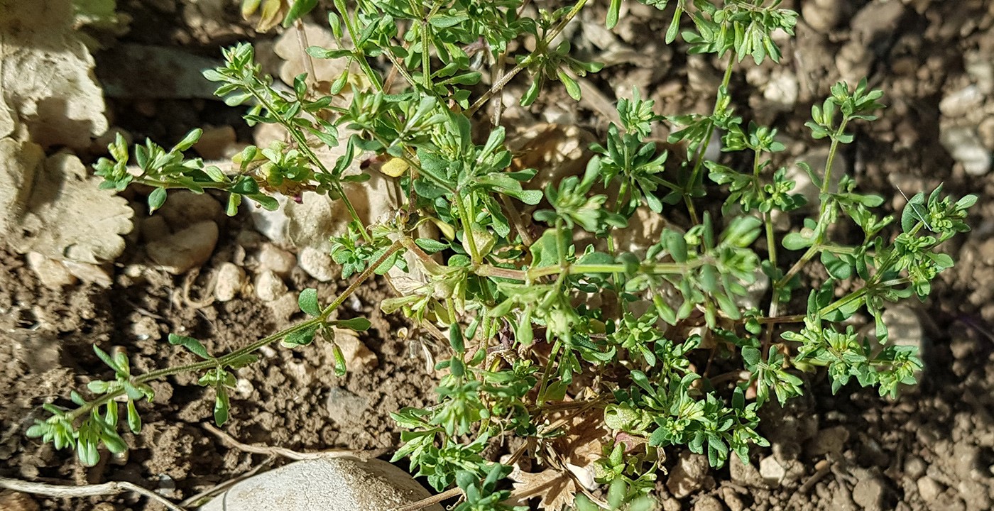 צמח שלם. צילום: איתן שפירא