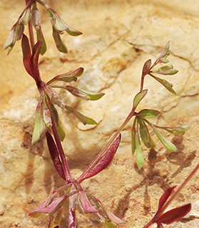 ליד הישוב רימונים, 4-2017. צילום: © איתן שפירא