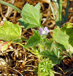 חפץ חיים , 10-2014. צילום: © אלי ליבנה