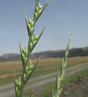 בית נטופה. צילום: © יואב גרטמן