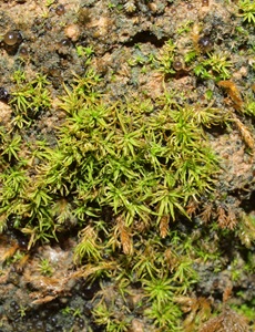 כיונולומה דקת-מקור. צילום: דרור מלמד