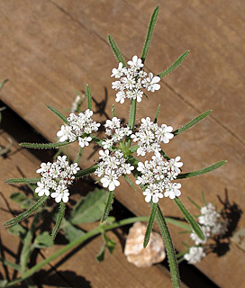 בניאס, 4-2013. צילום: © שרה גולד