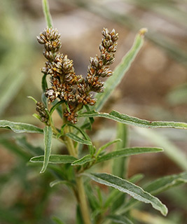 עין אפק , 8-2016, צילום: © אלי ליבנה