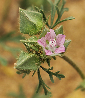 שמורת איריס ירוחם, 3-2017. צילום: © איתן שפירא