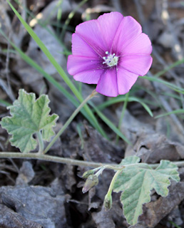 בהד 1 , 12-2014. צילום: © איתן שפירא