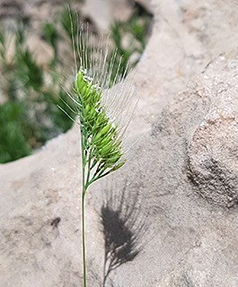 סיבוב בושרי חרמון, 5-2021. צילום: © איתן שפירא