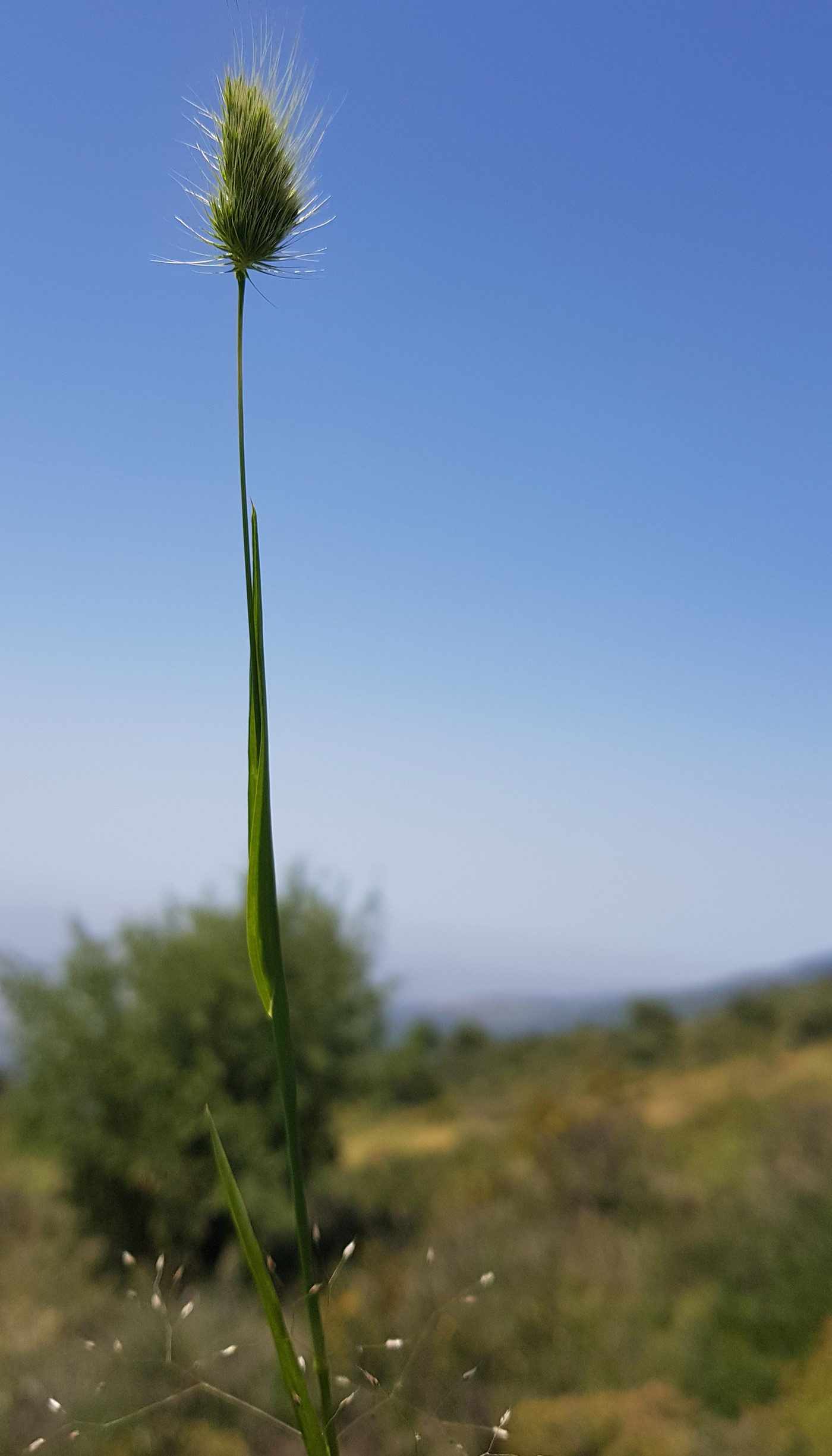 צמח שלם. צילום: איתן שפירא