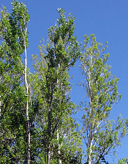 בניאס, 4-2013. צילום: © שרה גולד