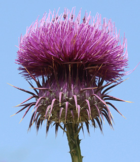 עליה לאל-חמה, 4-2015. צילום: © איתן שפירא