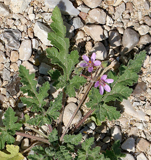 2619. צילום: © שרה גולד