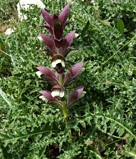 שמורת סנסן, אפריל. צילום: © שרה גולד