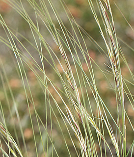 קידה, 4-2017. צילום: © איתן שפירא