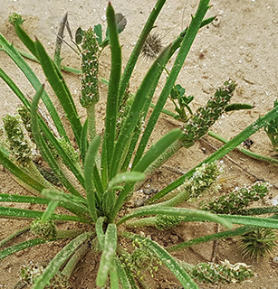 שדה בוקר, 3-2020. צילום: © איתן שפירא