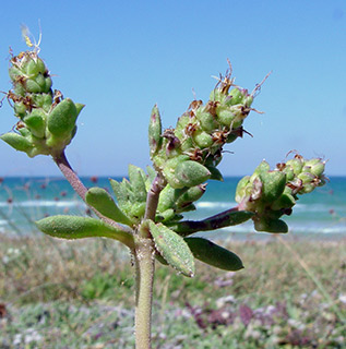 חוף הכרמל, 4-2017. צילום: © רון פרומקין