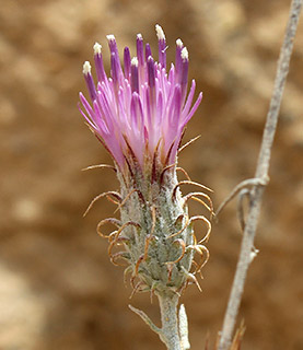 מעלה ערוד , 5-2019 צילום: ©
