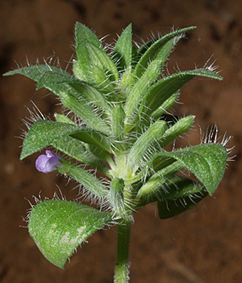 גן הצמחים הנדירים של עמיר פז בקיבוץ געש, 4-2014. צילום: © דרור מלמד
