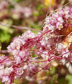 מירון, 5-2021. צילום: © איתן שפירא