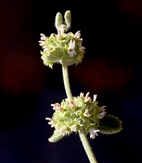 חרמון, 7-2018. צילום: © שרה גולד