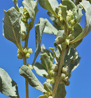 צומת לקיה, 4-2018. צילום: © איתן שפירא