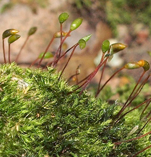 שביל הפיסגה מירון , 3-2021. צילום: © דרור מלמד