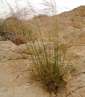 הרי אילת, 3-2013. צילום: © מורי חן