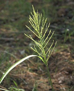 בית הערבה, 8-2012. צילום: © אלי ליבנה