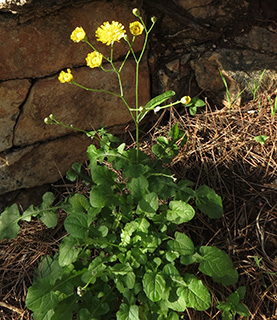 מצפה נטופה , 4-2017. צילום: © יובל עברון