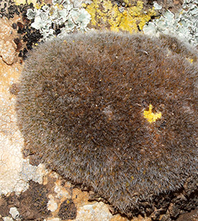 נחל אלות בהר הנגב (ליד בורות לוץ), 2-2022. צילום: © דרור מלמד