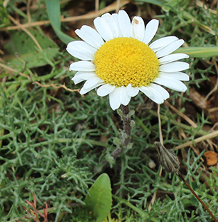 הר קטע חרמון, 4-2018. צילום: © איתן שפירא