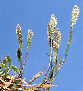 בקעת בית נטופה, 6-2015. צילום: © דרור מלמד