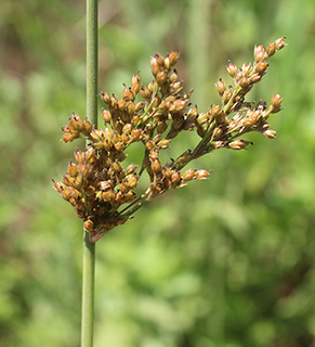 רמת רמתניה, 10-2018. צילום: © איתן שפירא