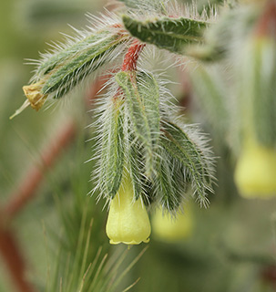 תל-ערד, 3- 2017. צילום: © איתן שפירא