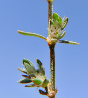 ליד קיבוץ אילות, 12-2012. צילום: © מורי חן