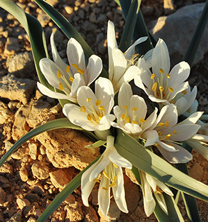 מישור סעיפים , 1-2017. צילום: © איתן שפירא