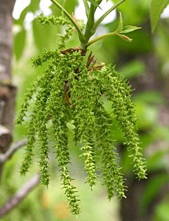 שפלה, 4-2012 צילום: © שרה גולד