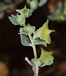 עומר, 2-11-2012. צילום: © אלי ליבנה