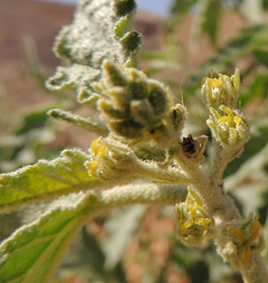 הרי אילת, 1-2013. צילום: © מורי חן