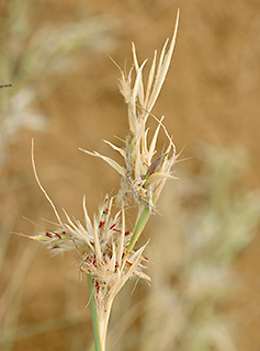 הר שחורת ליד קיבוץ אילות, 12-2017. צילום: © שרה גולד